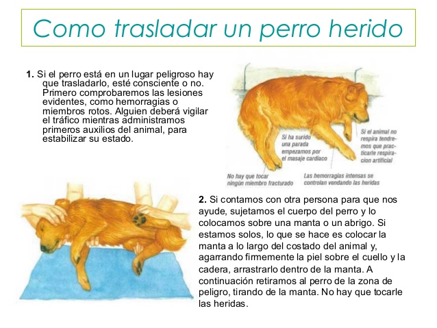  perro herido